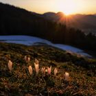 Frühlingsstimmung in Tirol