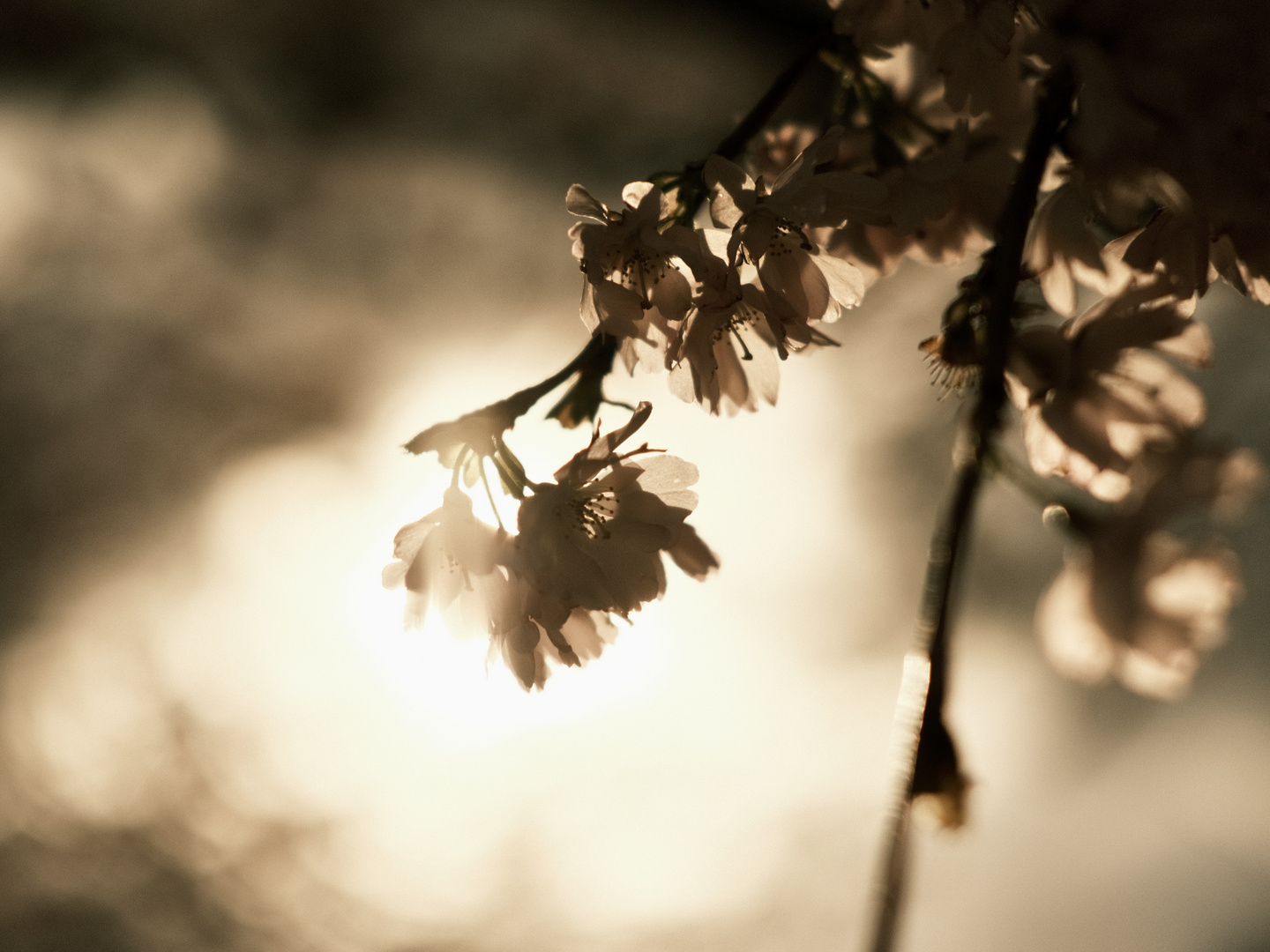 Frühlingsstimmung mit Kirschblüten