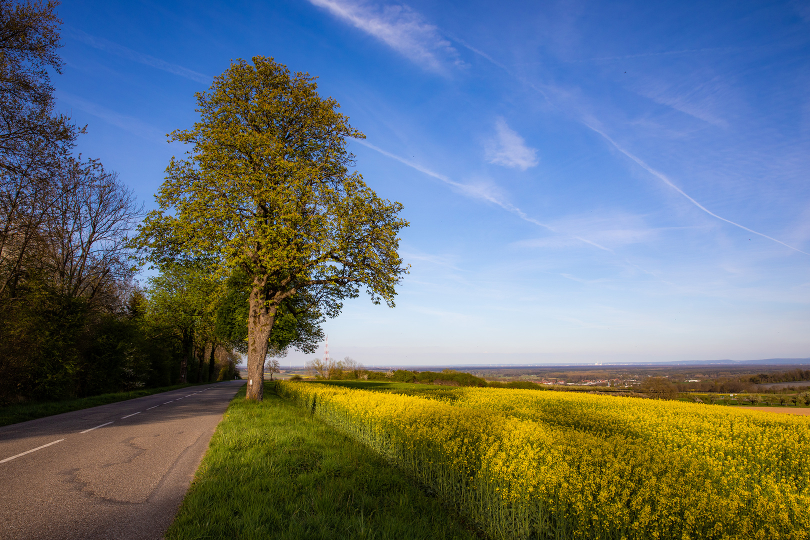 Frühlingsstrasse