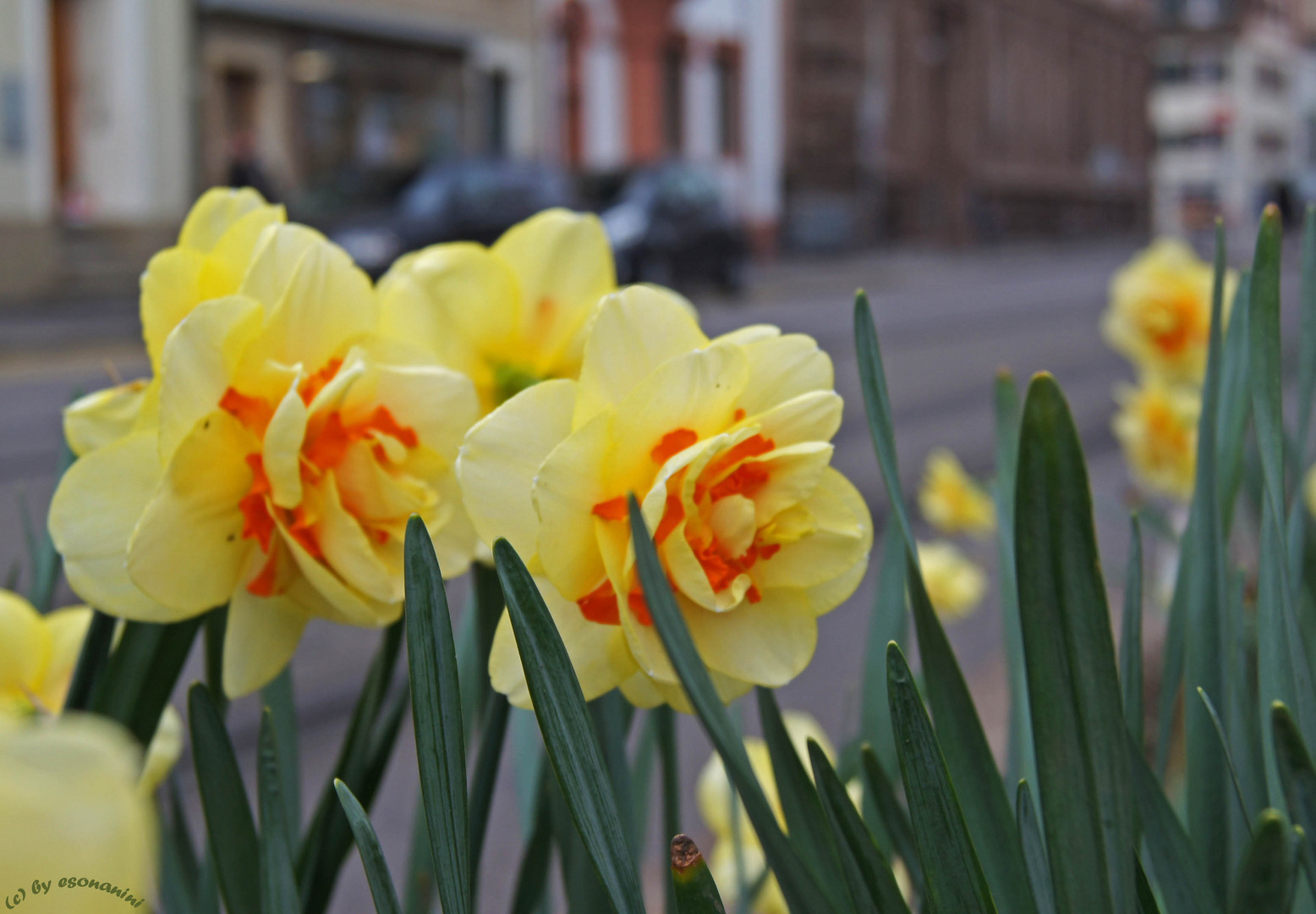 ' Frühlingssuche in Basel.... '