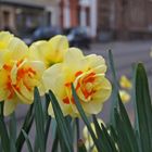 ' Frühlingssuche in Basel.... '