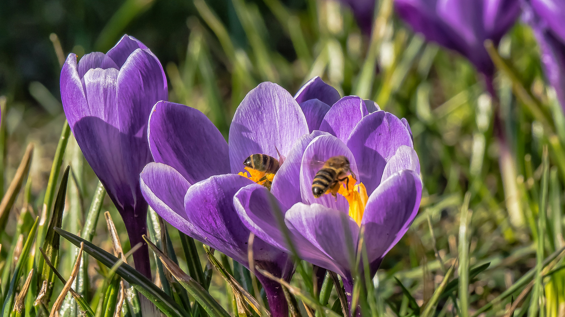 Frühlingssuchende