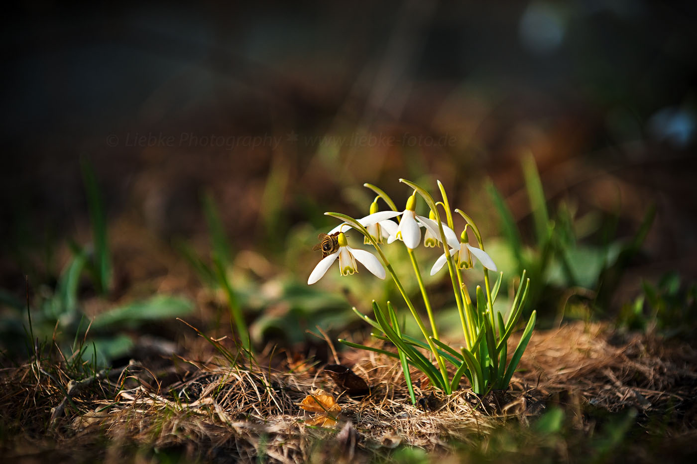 Frühlingssucher