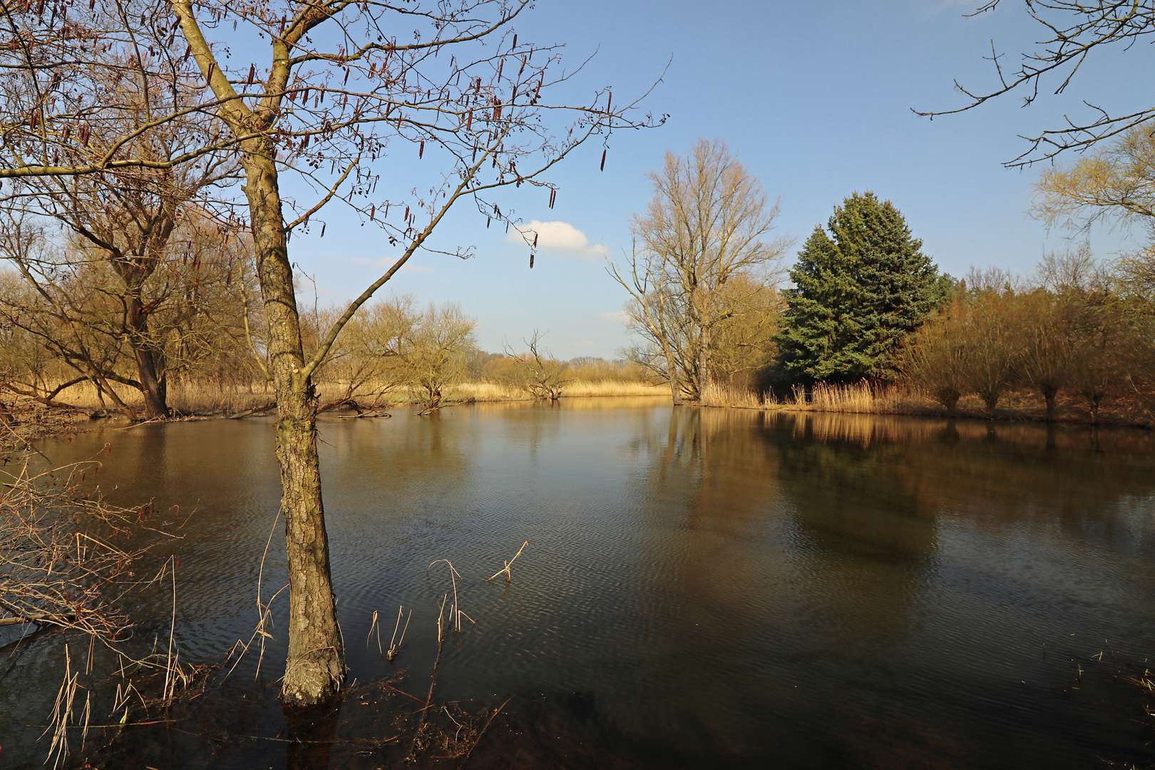 Frühlingsszene am Teich