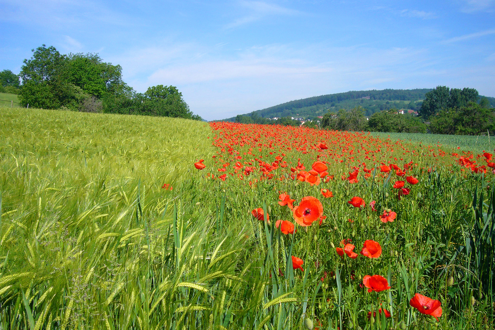 Frühlingsszenerie (2)