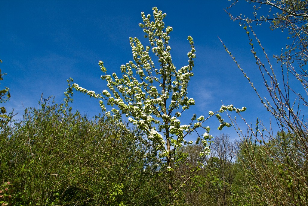 Frühlingstag