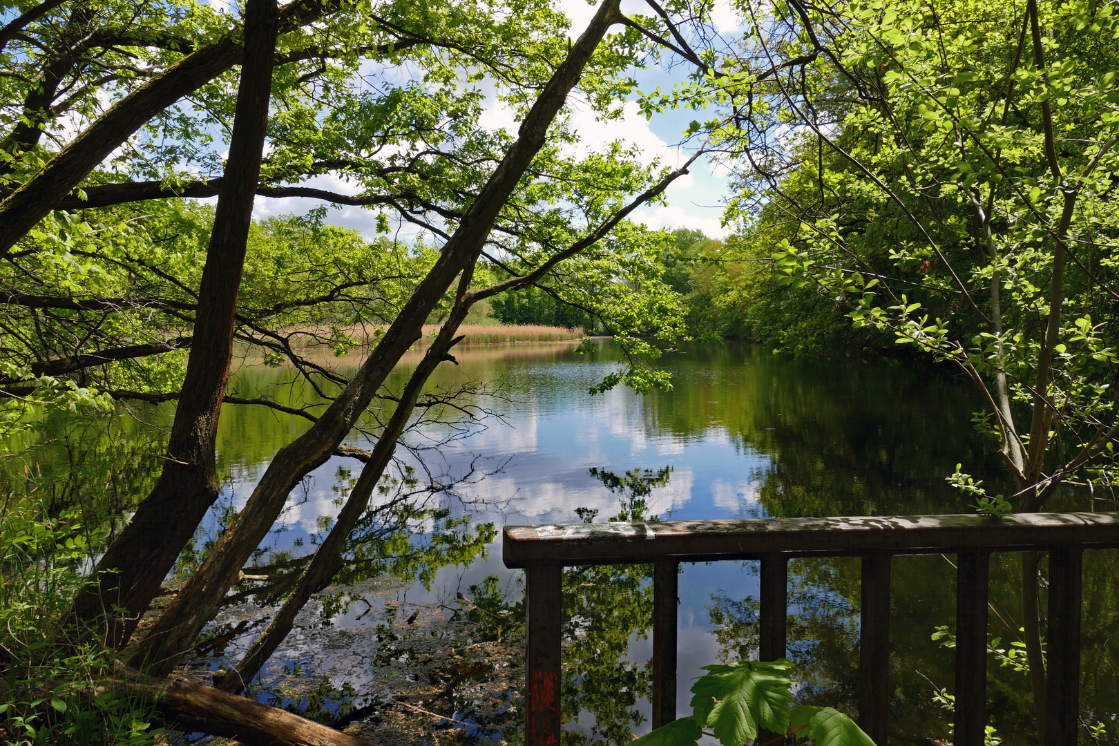 Frühlingstag am Teich