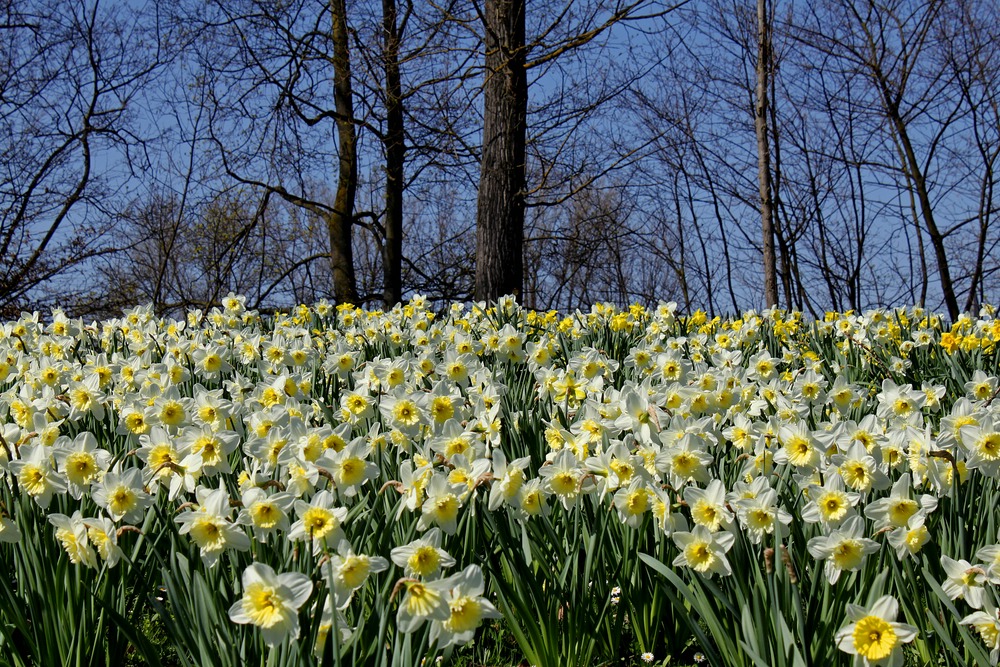 Frühlingstag