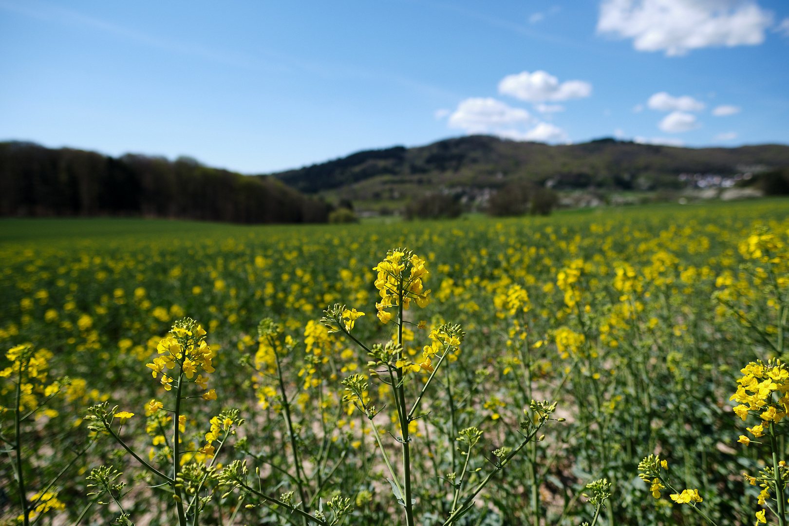 Frühlingstag