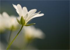 Frühlingstag