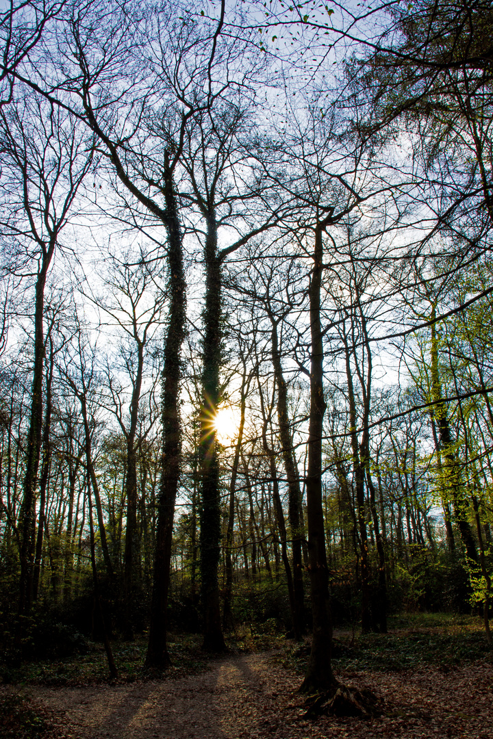 Frühlingstag im Wald