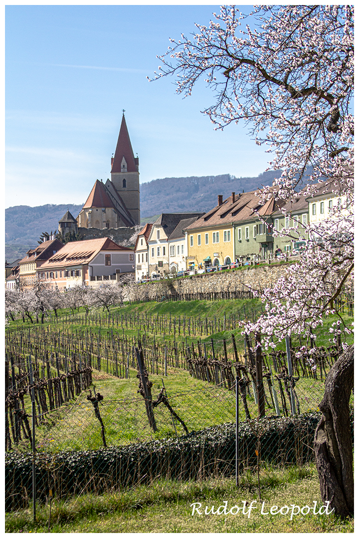 Frühlingstag in Weißenkirchen in der Wachau