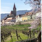 Frühlingstag in Weißenkirchen in der Wachau