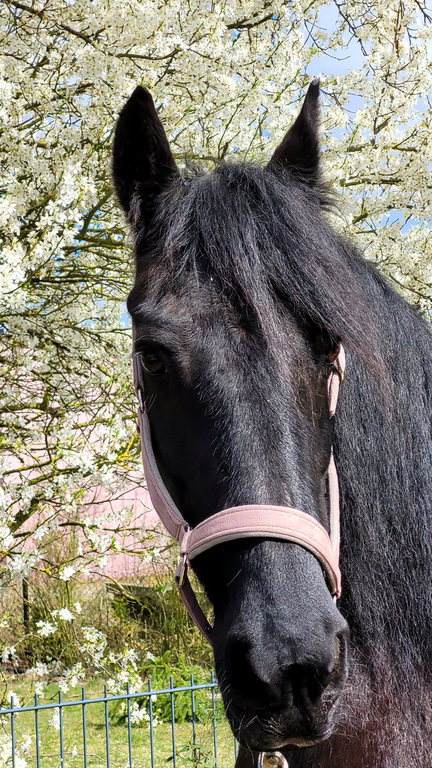 Frühlingstag mit Pferd