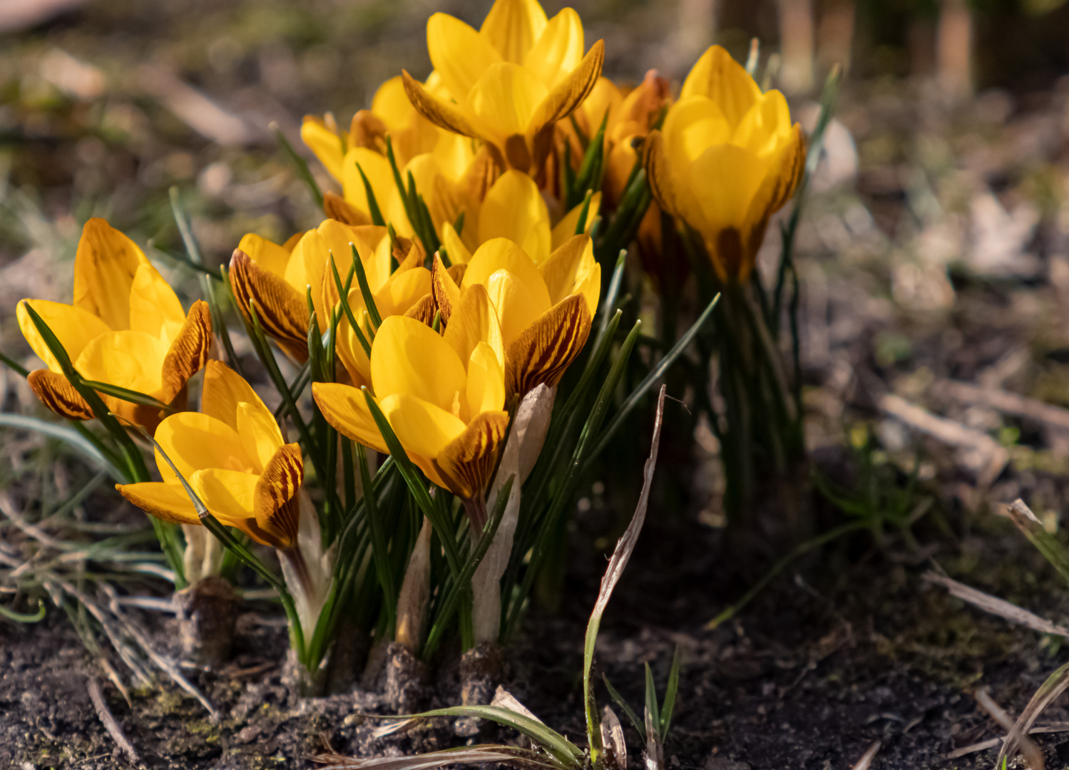 Frühlingstage im Februar