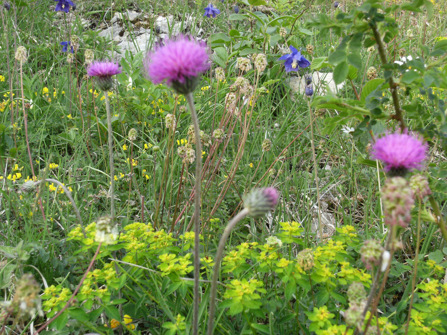 Frühlingstalk