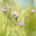 Frühlingstanz der Blümchen