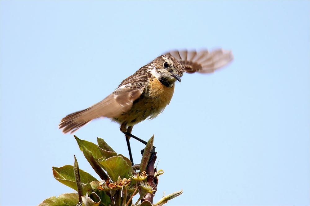 " Frühlingstanz " Schwarzkehlchen - Saxicola rubicola - 