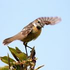 " Frühlingstanz " Schwarzkehlchen - Saxicola rubicola - 