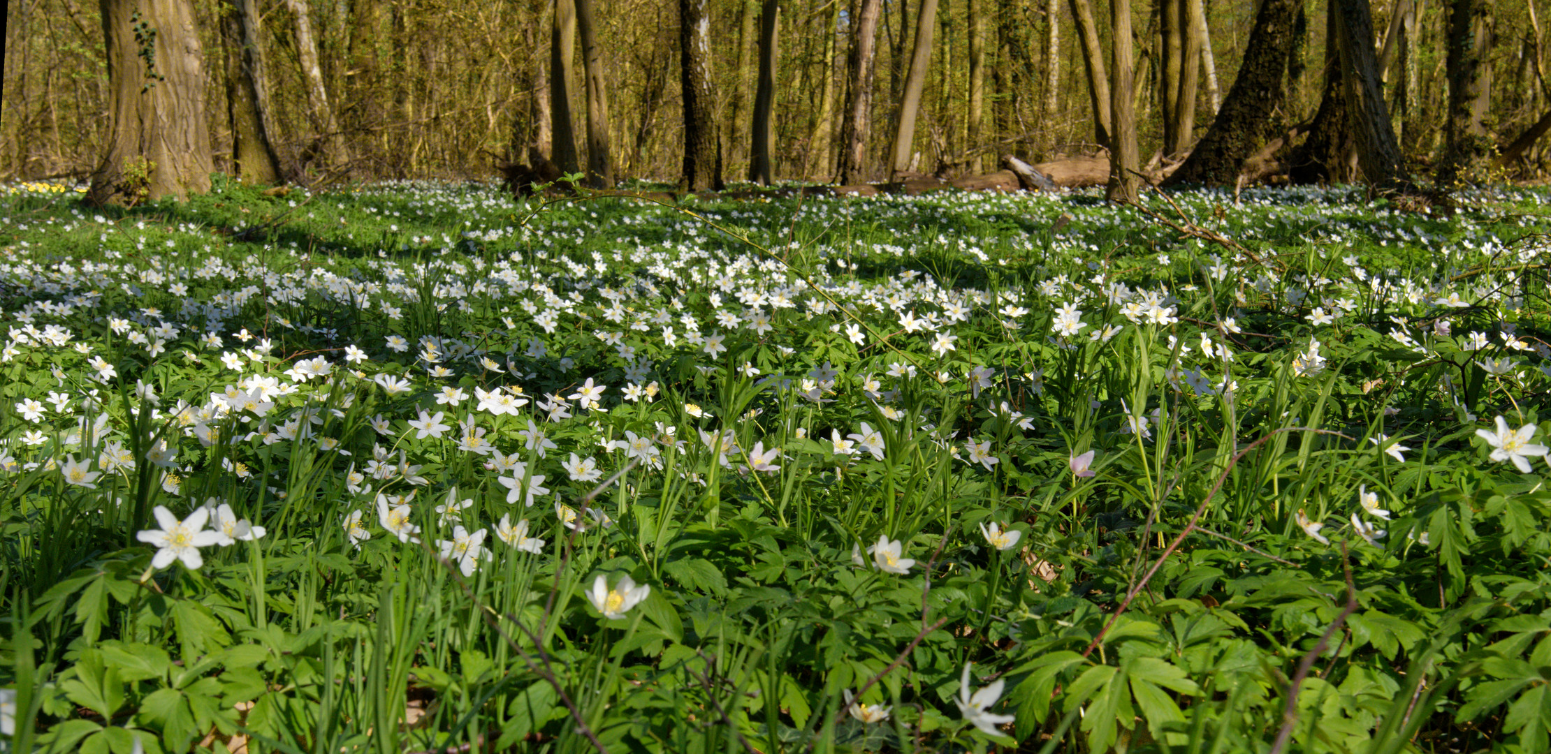 Frühlingsteppich im Wald