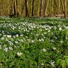 Frühlingsteppich im Wald