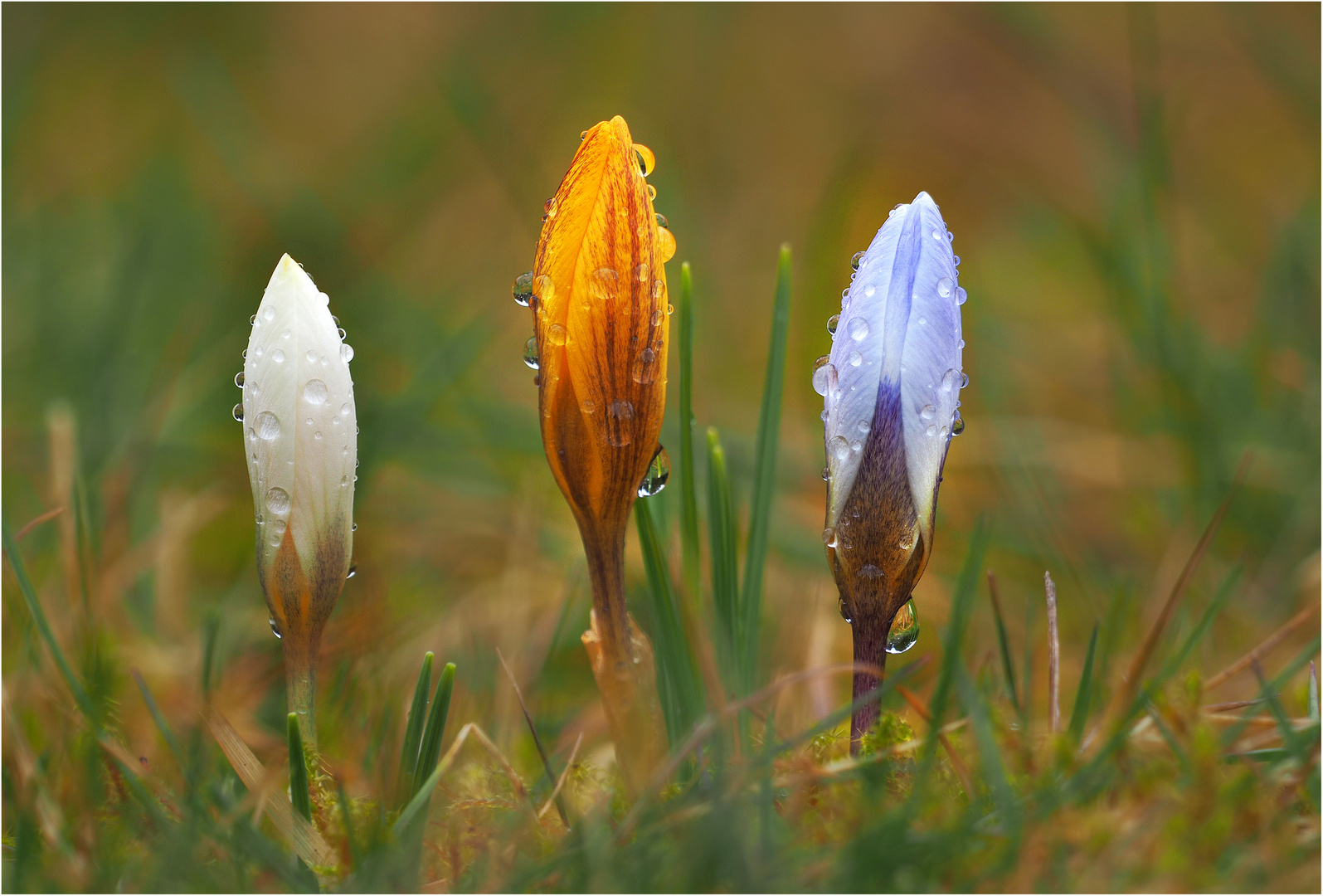 Frühlingstestfoto