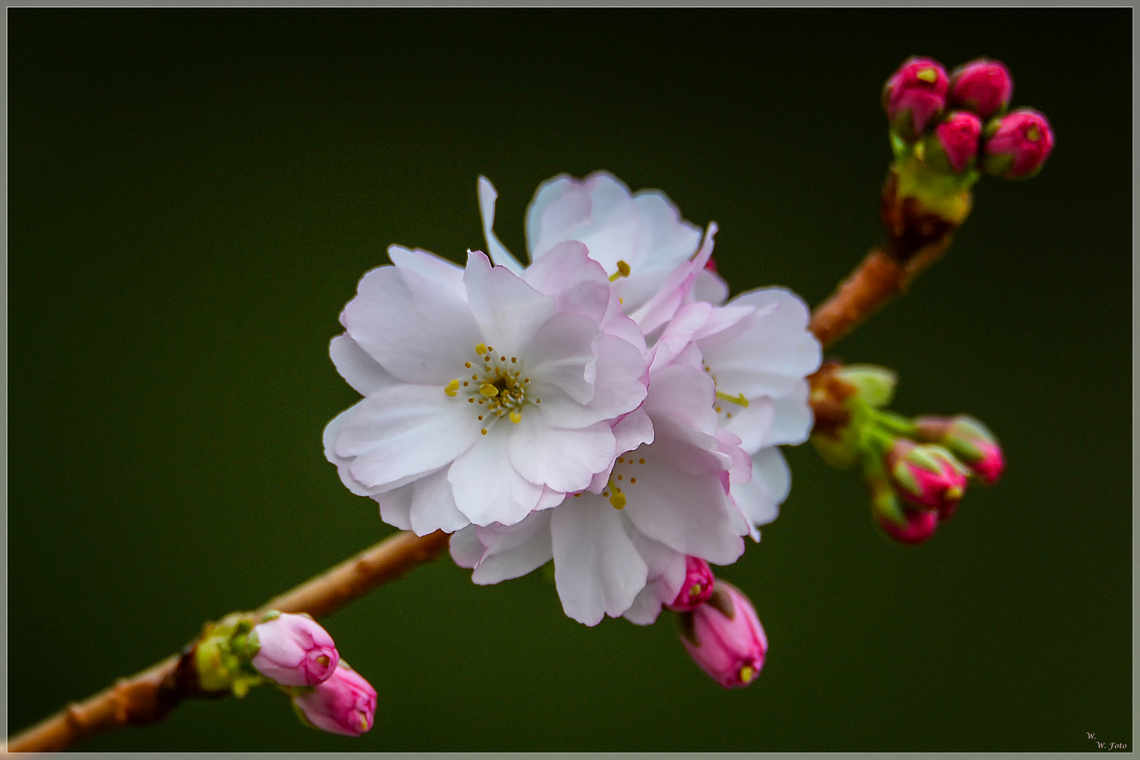 Frühlingsträume