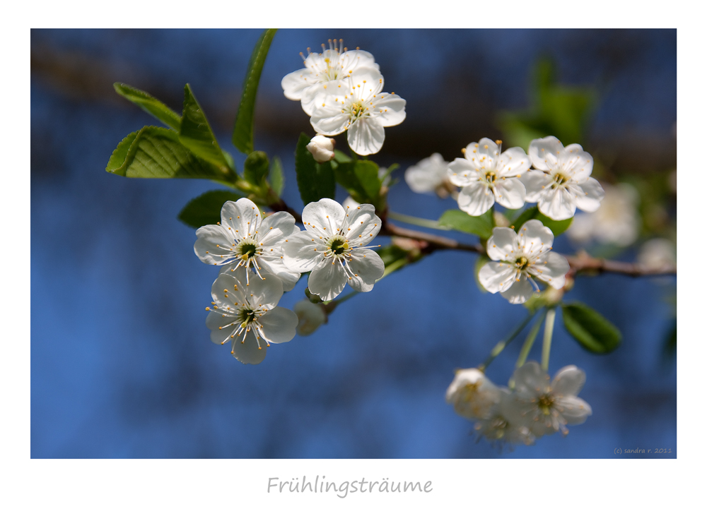 *Frühlingsträume* von SandraR. 