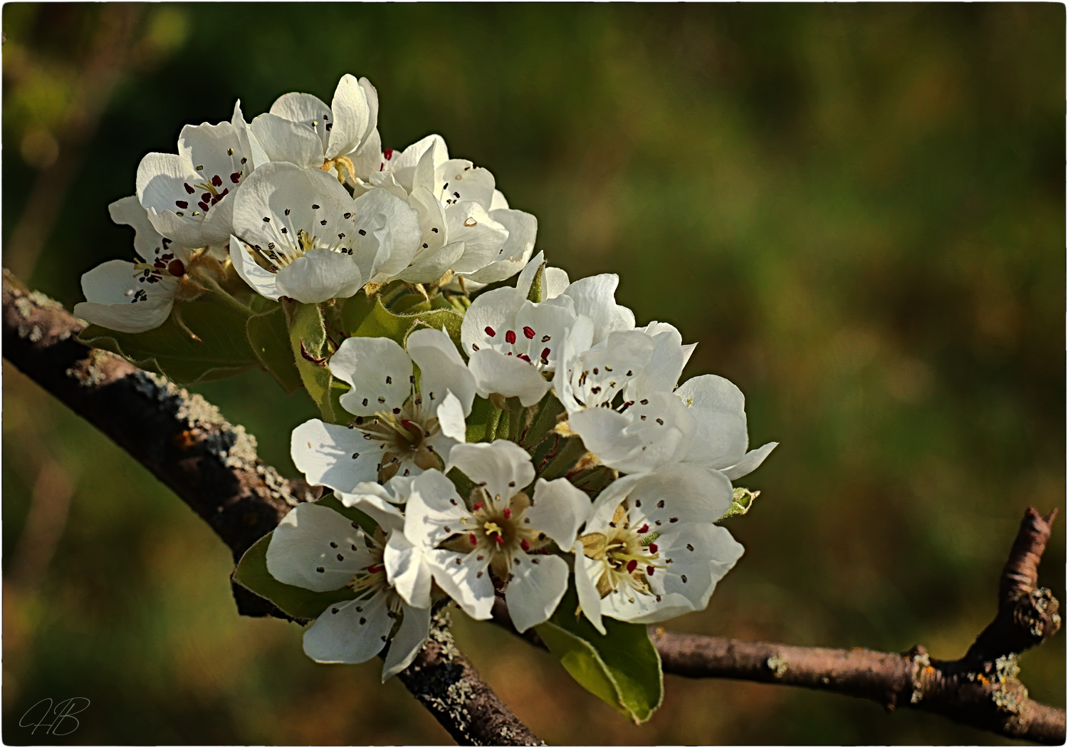 Frühlingsträume