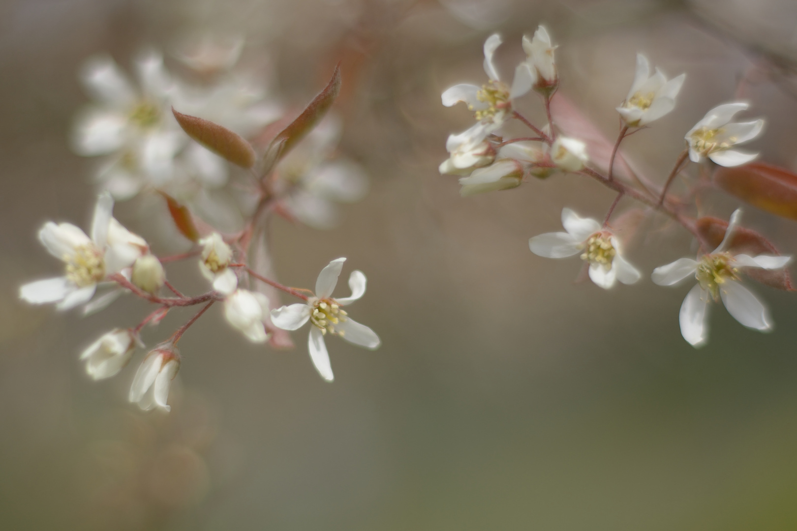 Frühlingsträume