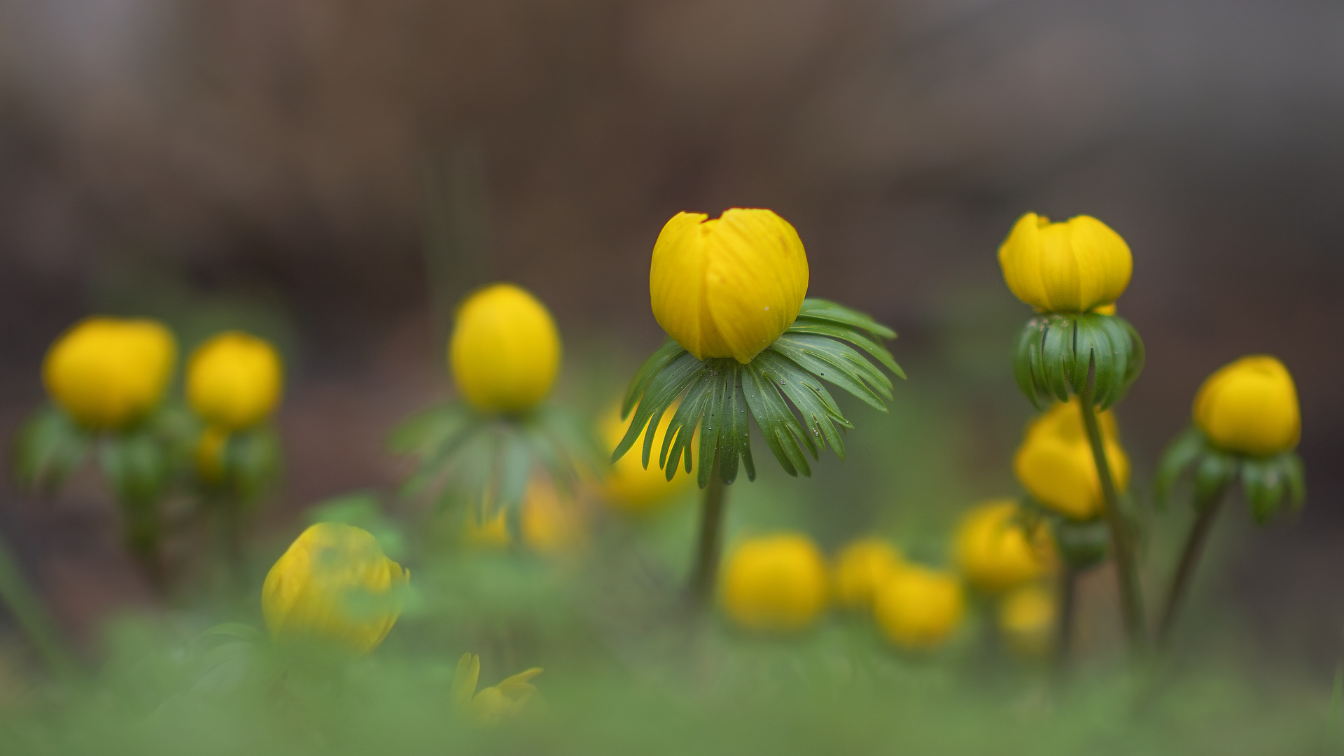 Frühlingsträume