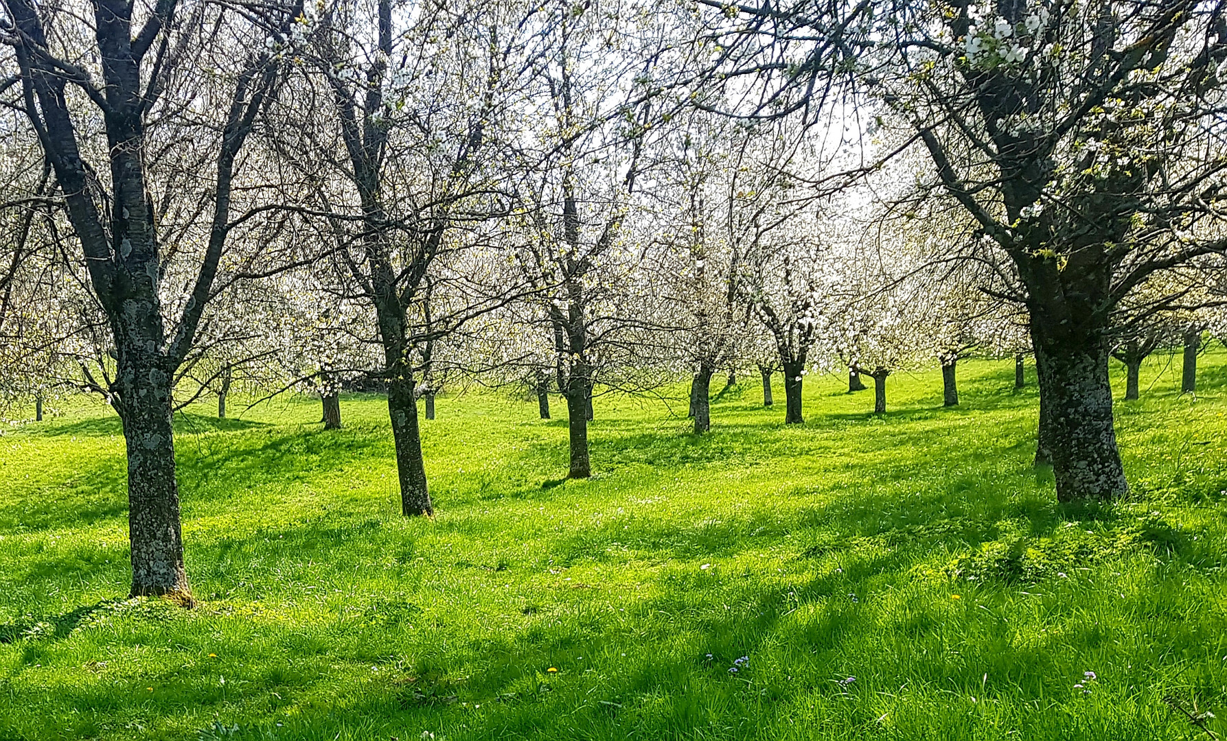 Frühlingsträume