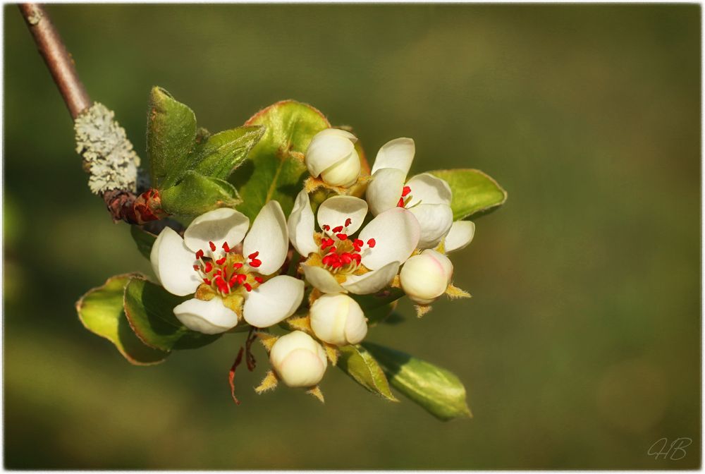 Frühlingsträume