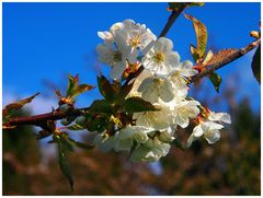 Frühlingsträume