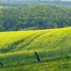 Frühlingsträume im Weserbergland