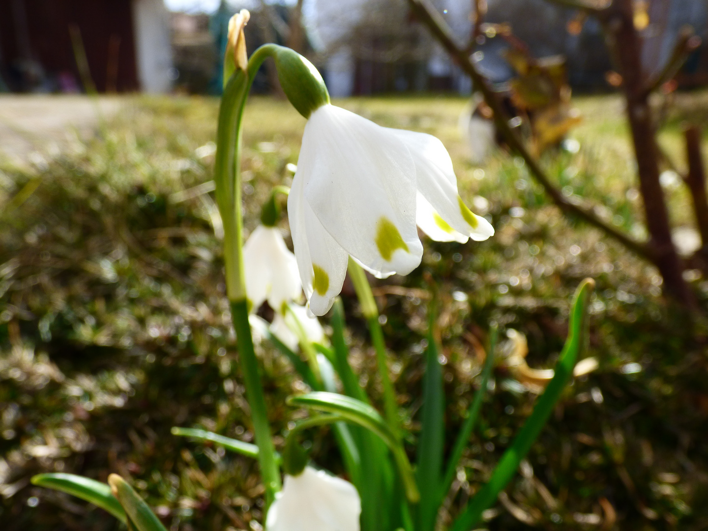 Frühlingstraum