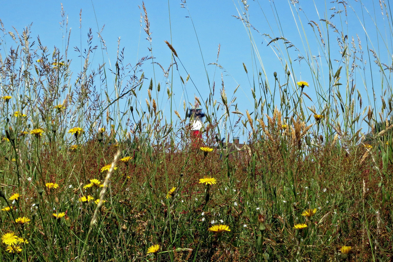 Frühlingstraum