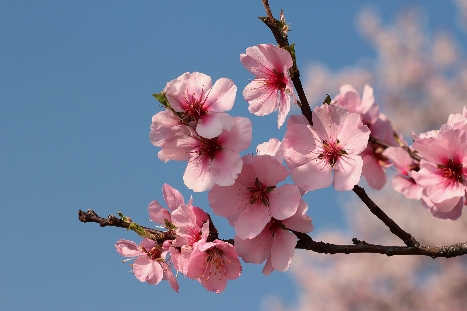 Frühlingstraum im zarten Rosa