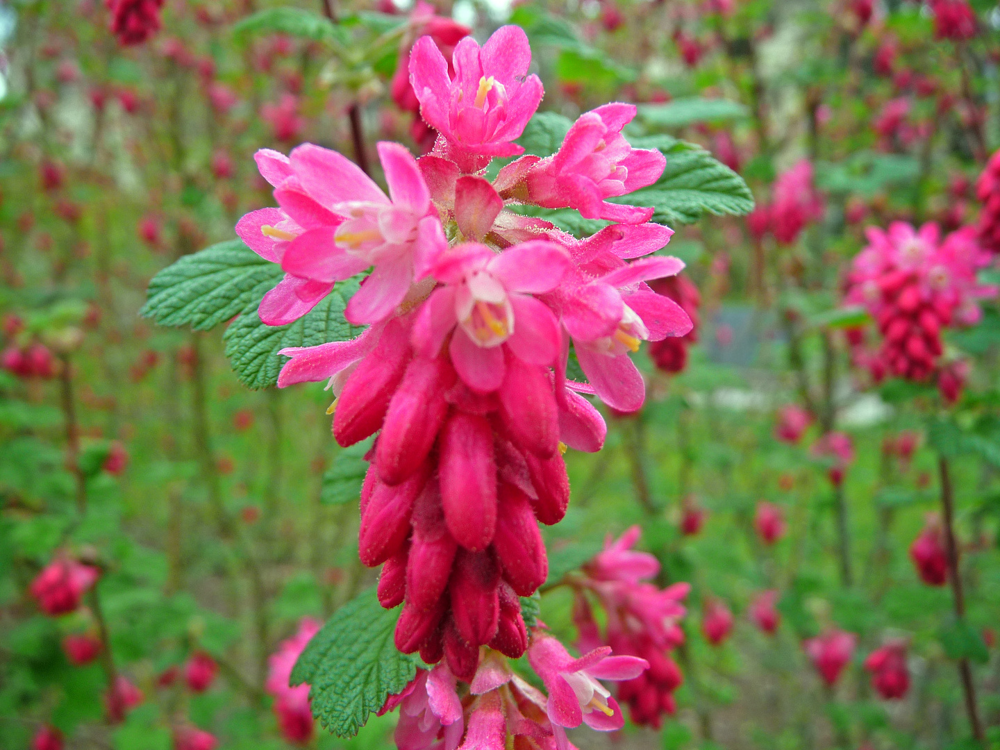 Frühlingstraum in Pink