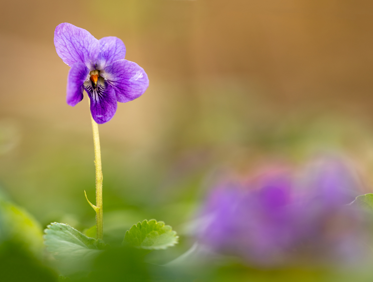 Frühlingstraum in violett