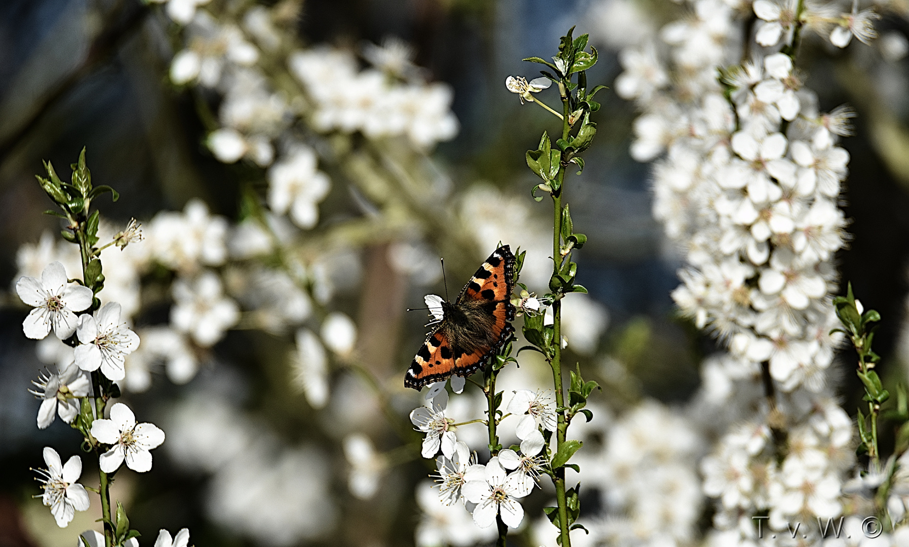 Frühlingstreiben