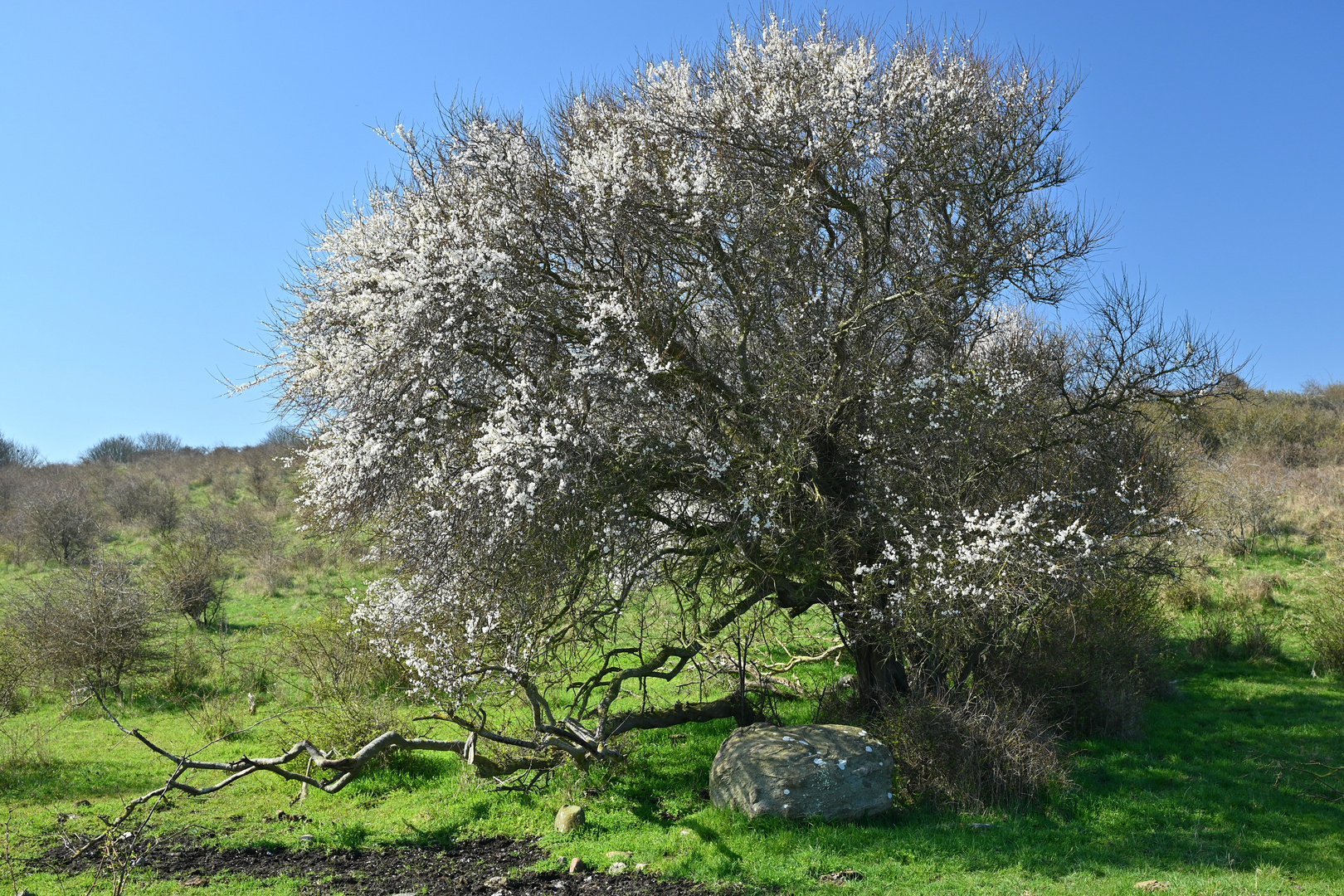 Frühlingstrieb