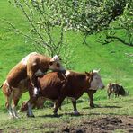 Frühlingstriebe im Schwarzwald