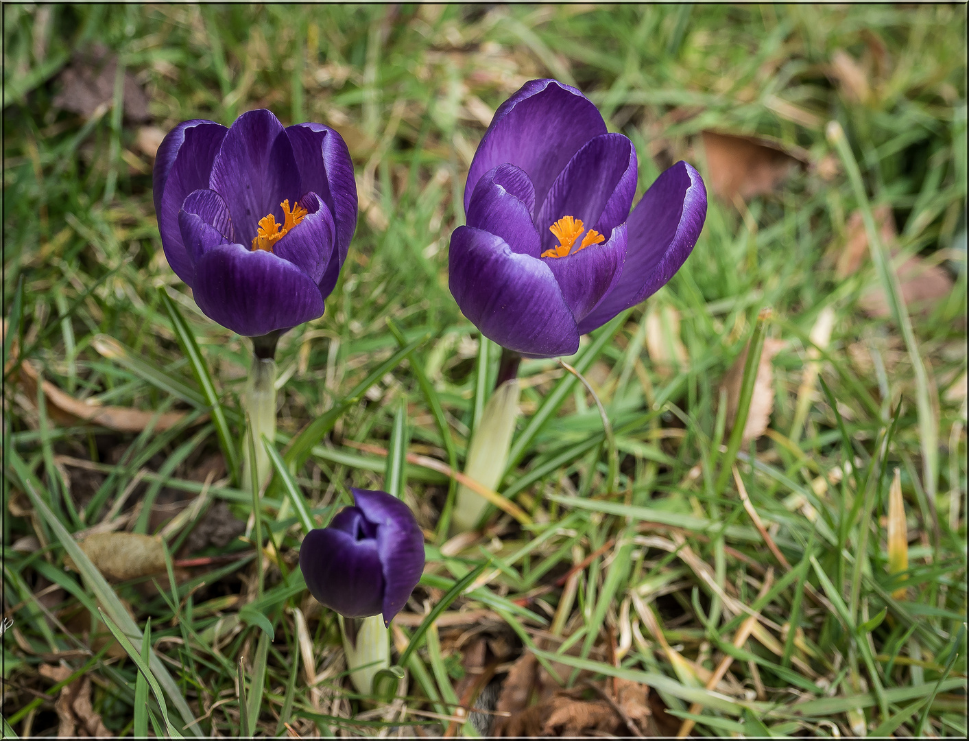 Frühlingstrio in Violett