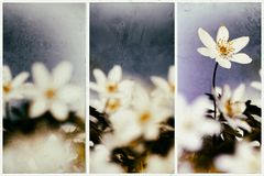 Frühlings.Triptychon