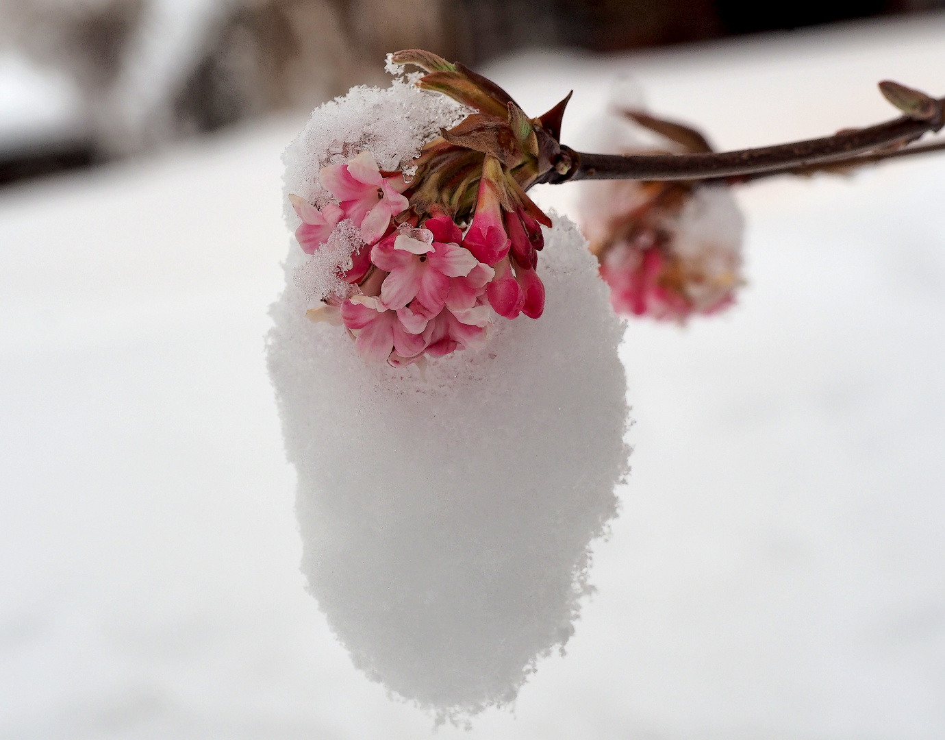 Frühlingsversprechen am Ende des Winters... - Promesse du printemps à la fin de l'hiver...