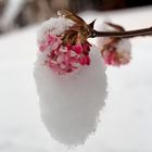 Frühlingsversprechen am Ende des Winters... - Promesse du printemps à la fin de l'hiver...