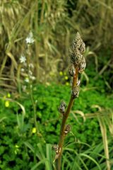 Frühlingsversprechen   /   Promessa da primavera