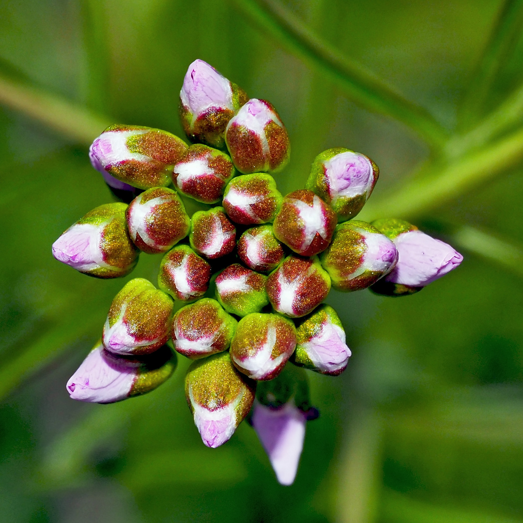 Frühlingsversprechen: Wiesenschaumkraut (Cardamine pratensis)