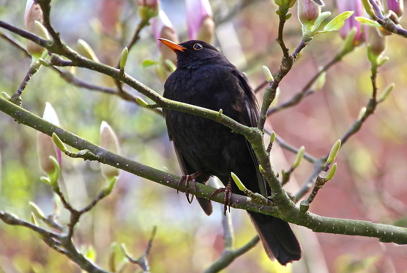 Frühlingsvogel